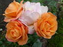 Portorož rose photo