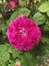 Great Western rose photo