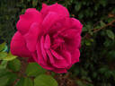 Marie Nabonnand rose photo