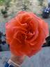 Maria Stern rose photo