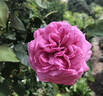 Capitaine Dyel de Graville rose photo
