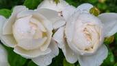 Glamis Castle rose photo