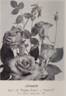Joyance rose photo