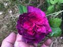 Robert le Diable rose photo