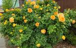Eureka ™ rose photo