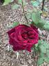 Oklahoma (Hybrid Tea, Swim rose photo