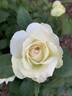 Sugar Moon rose photo
