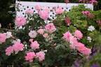 Brilliant Star rose photo