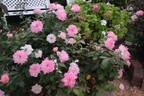 Brilliant Star rose photo