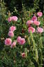 Happy Summers rose photo