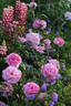 Asteropé rose photo