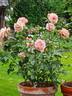 Royale Estelle rose photo