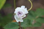 Gabriel rose photo
