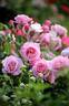 Bubblegum Pink rose photo