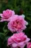 Asteropé rose photo