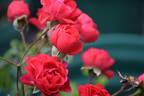 Orange Triumph rose photo