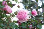 Irène Bonnet rose photo