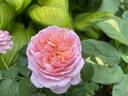 Eeuwige Passie rose photo