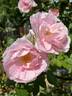 Kir Royal rose photo