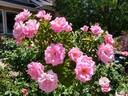 Amiga Mia rose photo