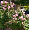 Amiga Mia rose photo