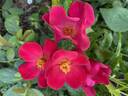 Talbot House® rose photo