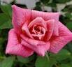 Angelica Renae ™ rose photo