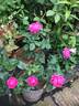 Tom Wood rose photo