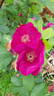 Basye's Purple Rose rose photo