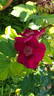 Basye's Purple Rose rose photo