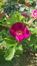 Basye's Purple Rose rose photo