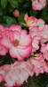 Cocorico ® rose photo
