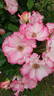 Cocorico ® rose photo