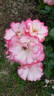 Cocorico ® rose photo