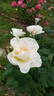 Alliance ® rose photo