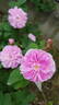 James Mitchell rose photo