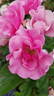 Else Poulsen rose photo