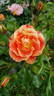 Airbrush rose photo