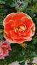 Airbrush rose photo