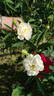 <i>Rosa</i> X <i>alba cannabifolia</i> rose photo