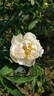 <i>Rosa</i> X <i>alba cannabifolia</i> rose photo