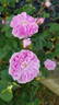 James Mitchell rose photo