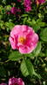Else Poulsen rose photo