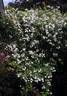 Rambling Rector rose photo
