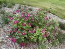 Catherine Guelda ™ rose photo