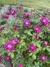 Catherine Guelda ™ rose photo