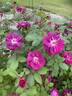 Catherine Guelda ™ rose photo