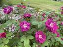 Catherine Guelda ™ rose photo