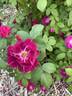 Catherine Guelda ™ rose photo