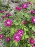 Catherine Guelda ™ rose photo